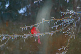 Cold Cardinal