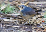 Firethroat / Calliope pectardens