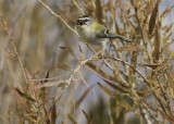 Firecrest - Regulus ignicapilla