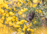 Dartford Warbler - Sylvia undata