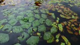 tisza
