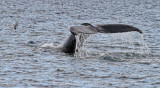 _MG_6923-humpback-tail-1800o
