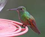 Berylline Hummingbird_2384.jpg