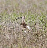 Eurasian Whimbrel_9448.jpg