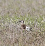 European Whimbrel_9451.jpg