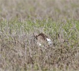 European Whimbrel_9463.jpg