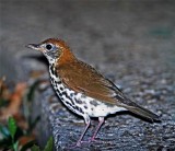 Wood Thrush_8591.jpg