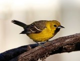 Orchard Oriole - 1st year male_8790.jpg