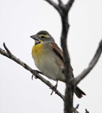 Dickcissel - male_8530.jpg