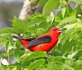 Scarlet Tanager - male_8618 copy.jpg