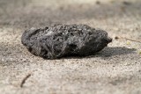 Owl pellet_6764.jpg