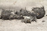Owl pellet_6838.jpg
