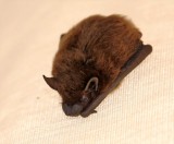 Tricolored Bat_5210.jpg