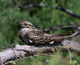 Common Nighthawk_7689.jpg