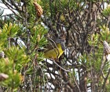 Connecticut Warbler - male_9997.jpg