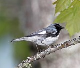 Black-throated Blue Warbler - male_0114.jpg