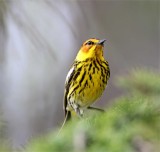 Cape May Warbler - male_0297.jpg