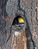 Black-backed Woodpecker - male_9832.jpg