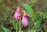 Pink Ladys-Slipper_0064.jpg