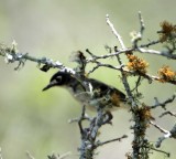 Black-capped Vireo_1584.jpg