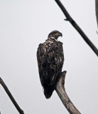 Bald Eagle - 3rd year_0922.jpg