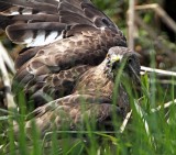 Broad-winged Hawk - adult_0357.jpg