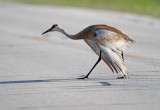 Sandhill Crane - adult_0475.jpg