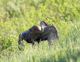 Sandhill Crane - adult_0503.jpg