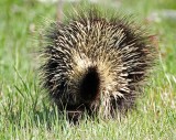 North American Porcupine_0756.jpg