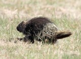 North American Porcupine_0760.jpg