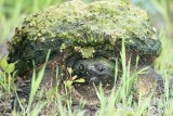 Common Snapping Turtle_0928.jpg