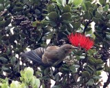 Apapane - juvenile_1427.jpg
