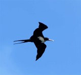 Great Frigatebird - female_0094.jpg