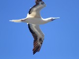 Red-footed Booby - adult_1703.jpg