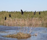 Neotropic Cormorants_1941.jpg