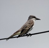 Gray Kingbird_2067.jpg