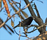 Black-faced Grassquit_3166.jpg