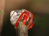 Hermit Crab_3303.jpg