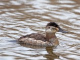 Ruddy Duck_3520.jpg