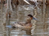 Ruddy Duck_3506.jpg