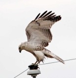 Kriders Red-tailed Hawk - juvenile_3601.jpg