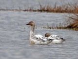 Snow Goose - juvenile_3622.jpg