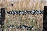 Tree Swallows_4510.jpg