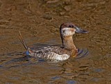 Ruddy Duck - male non-breeding_5035.jpg