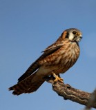 American Kestrel - female_5212.jpg