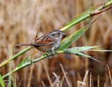 Swamp Sparrow_3654.jpg