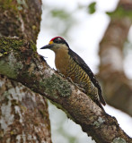 Black-cheeked Woodpecker - male_7095.jpg