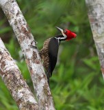Crimson-crested Woodpecker - female_7274.jpg