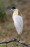 Capped Heron_6306.jpg