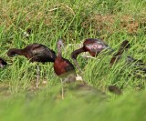 Glossy Ibis - breeding_0425.jpg